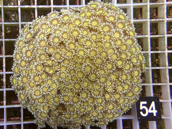 Goniopora spec. yellow (54)