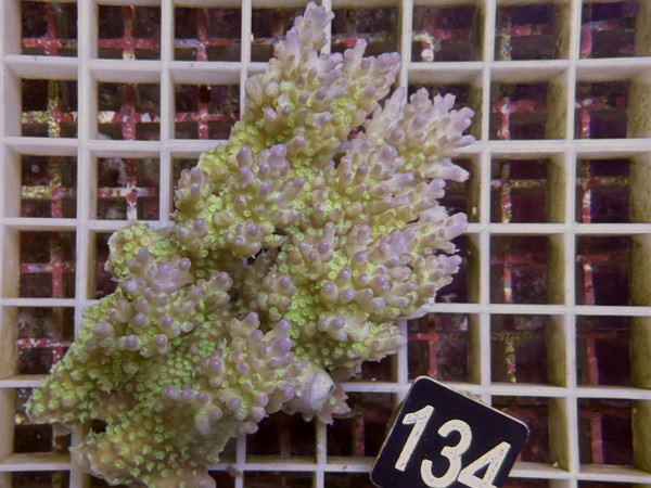 Acropora sp. ultra (143)