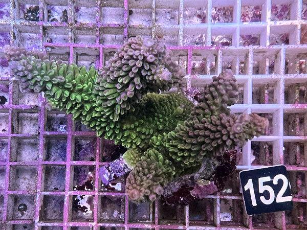 Acropora robusta (152)