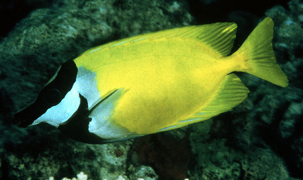 Siganus vulpinus - Kaninchenfisch