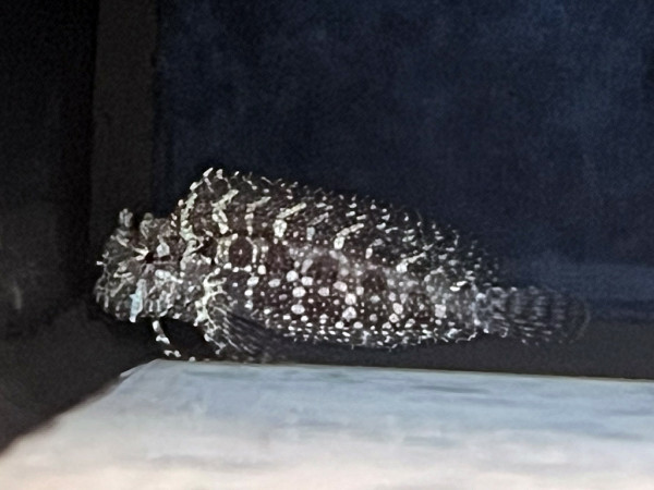 Salarias ceramensis - Felshüpfer