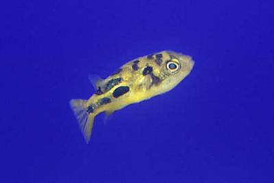 Carinotetraodon travancoricus - Zwerg-Kugelfisch