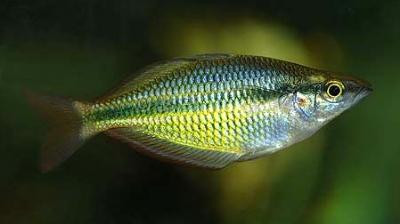 Melanotaenia trifasciata - Juwelen Regenbogenfisch