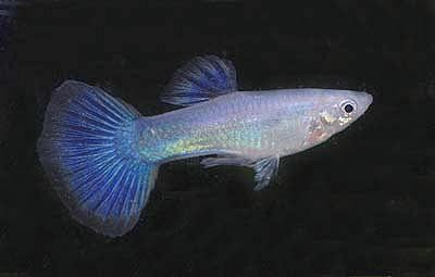 Poecilia reticulata - Silber Blau Guppy Männchen
