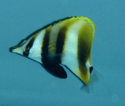 Coradion altivelis - Hochflossen-Korallenfisch