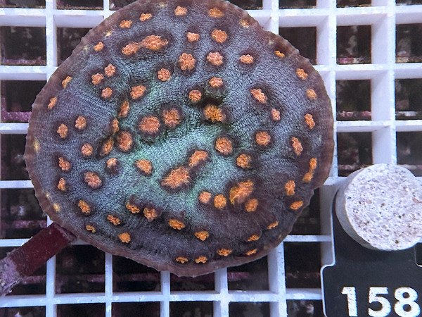 Mycedium spec. - Pumpkin Head (158)