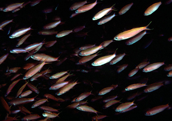 Luzonichthys waitei - Zierlicher Fahnenbarsch
