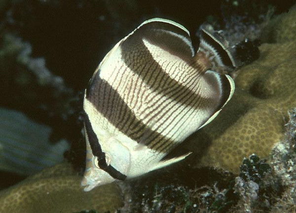 Chaetodon striatus - Schwarzbinden-Falterfisch