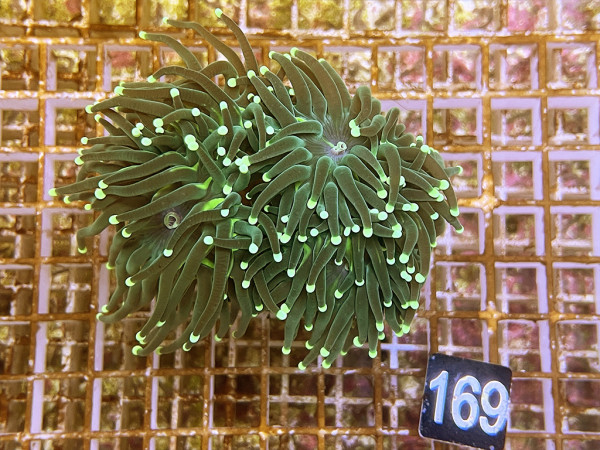 Euphyllia glabrescens green (169)