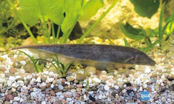 Apteronotus leptorhynchus - Messerfisch