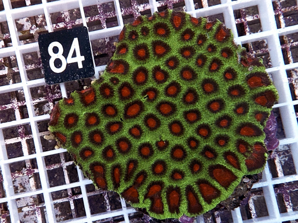 Favites spec. - Favites ultra (84)