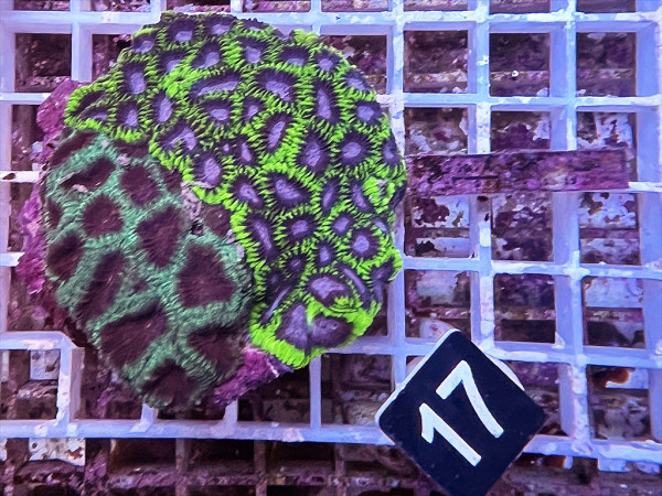 Favites spec. (17)