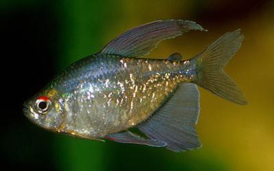 Moenkhausia pitteri - Brilliantsalmler