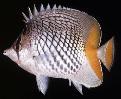 Chaetodon xanthurus - Gitter-Orangenfalterfisch