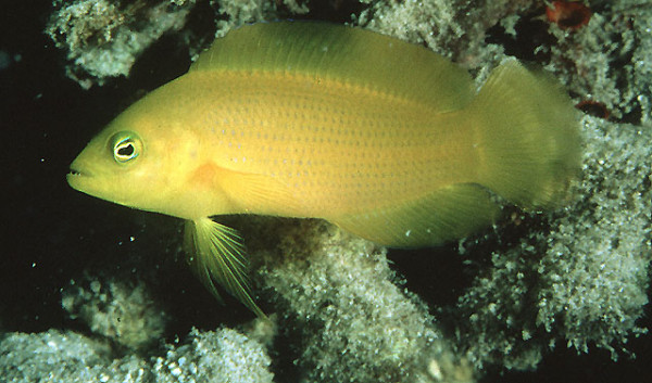 Pseudochromis aureus - gelber Zwergbarsch