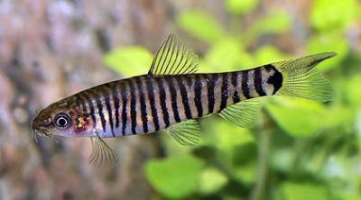 Yunnanilus cruciatus - Streifenzwergschmerle