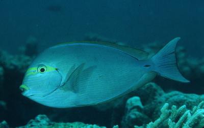 Acanthurus mata - Schwarzdorn-Doktorfisch