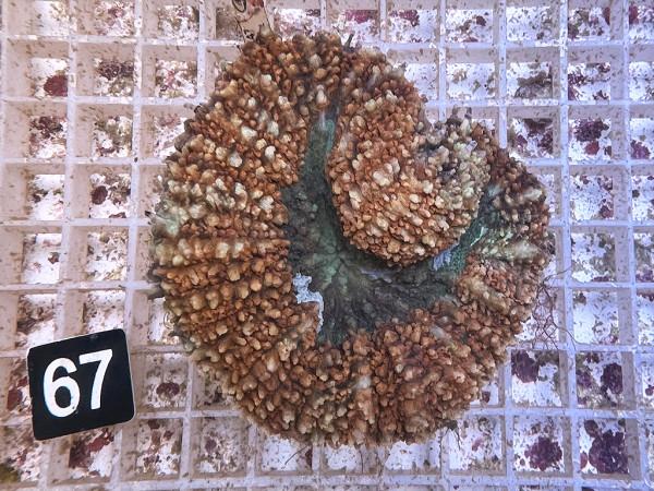 Lobophyllia spec. - Hirnkoralle ultra (67)