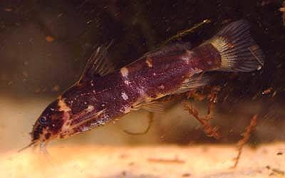 Microsynodontis polli - Pretty Woman-Zwergfiederbartwels