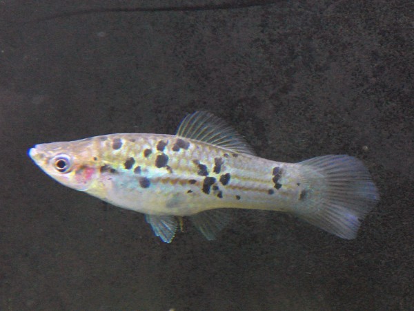 Xiphophorus helleri - Rio Papaloapan