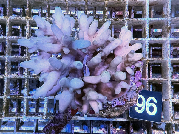 Acropora granulosa (96)