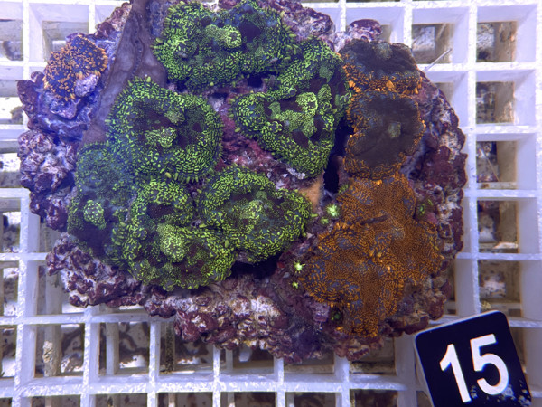 Rhodactis cf. inchoata - Fussel-Scheibenanemonen (15)