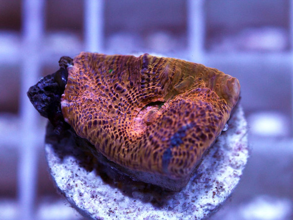Echinophyllia spec. Frag (34)