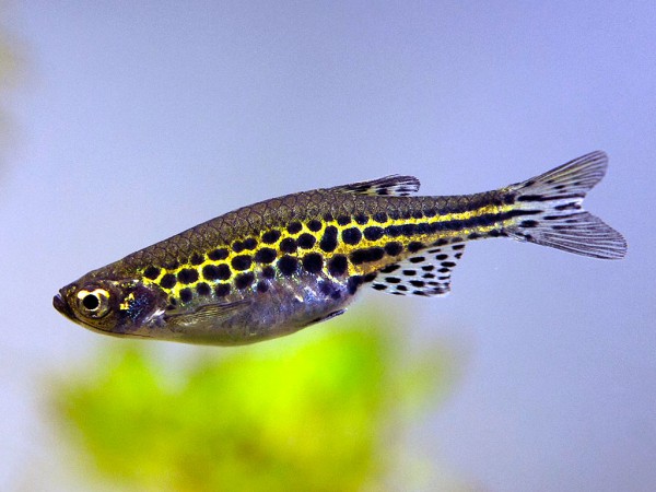 Danio tinwini - Zwergleopardbärbling WF