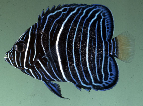 Pomacanthus maculosus - Arabischer Kaiserfisch juvenile