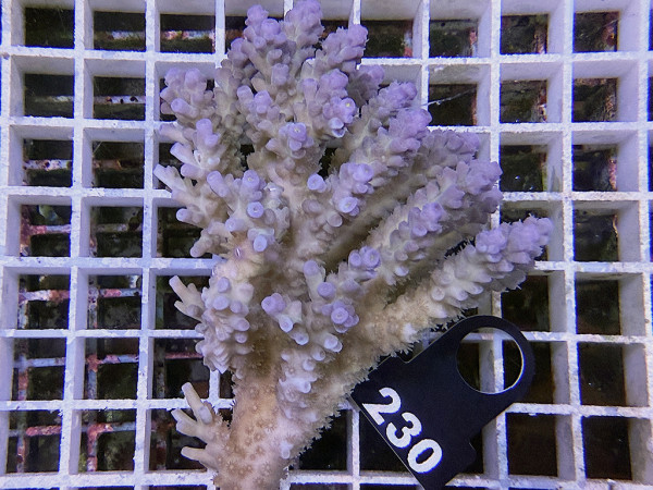 Acropora sp. ultra (230)