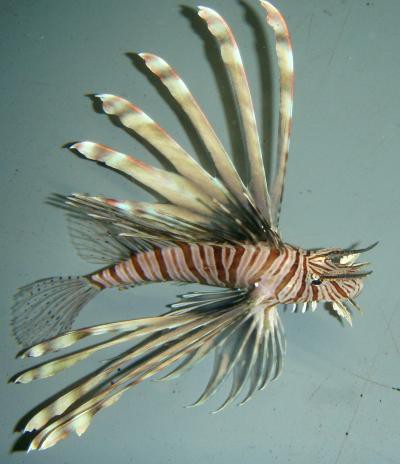 Pterois volitans - Östlicher Feuerfisch