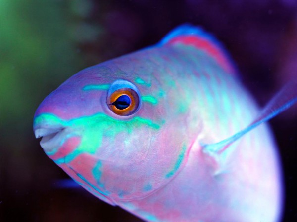 Scarus quoyi - Quoys Papageilippfisch