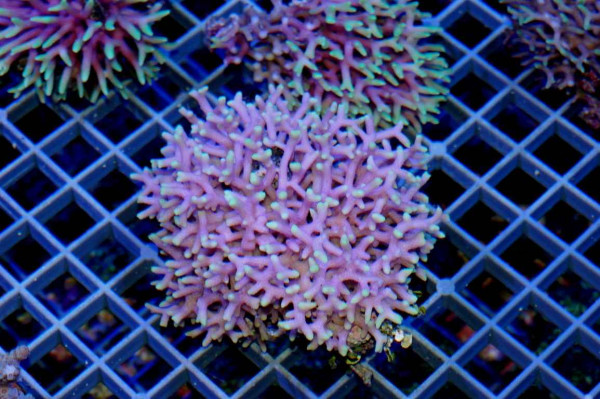 Seriatopora hystrix - Buschkoralle pink(E 00907/18)