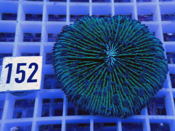 Fungia spec. green (152)