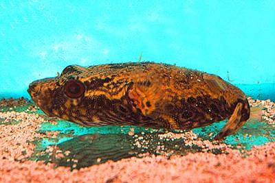 Monotrete palembangensis - Echter Palembang Kugelfisch