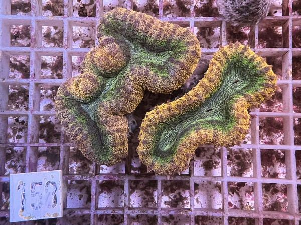 Lobophyllia spec. - Hirnkoralle ultra (158)