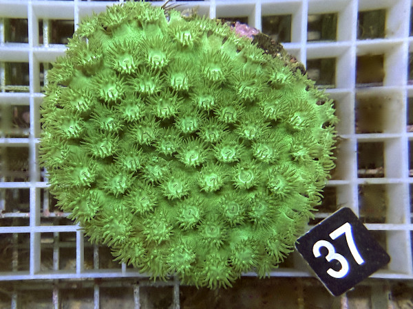 Turbinaria peltata - Becherkoralle (37)