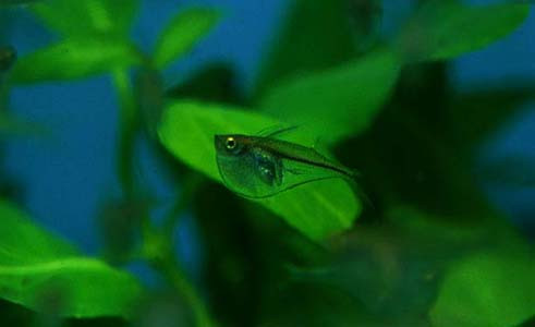 Gasteropelecus levis - Silberbeilbauchfisch