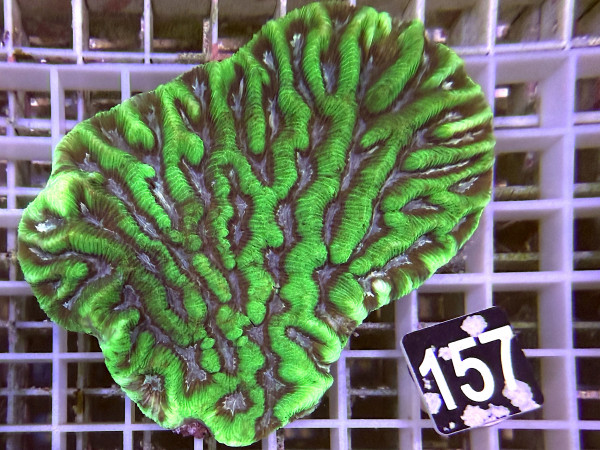 Platygyra spec. ultra (157)