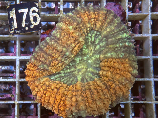 Lobophyllia spec. - Hirnkoralle ultra (176)