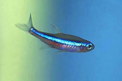 Paracheirodon simulans - Blauer Neon