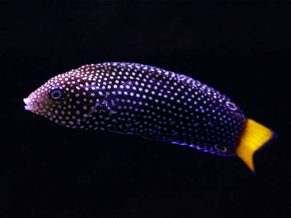 Anampses meleagrides - Gelbschwanzlippfisch