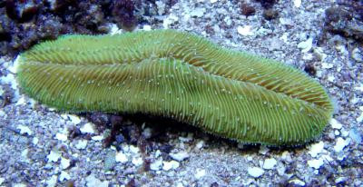 Herpolitha limax - Brot-Koralle (E 00652/18)