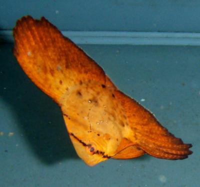 Platax orbicularis - Gelbflossen-Fledermausfisch