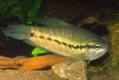 Trichogaster pectoralis - Schaufelfadenfisch