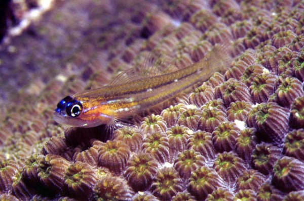 Coryphopterus lipernes - karibische Masken-Glasgrundel