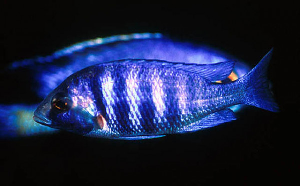 Placidochromis phenochilus - Mdoka white lips