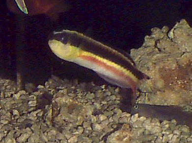 Thalassoma lucasanum - Regenbogen-Junker, Weibchen