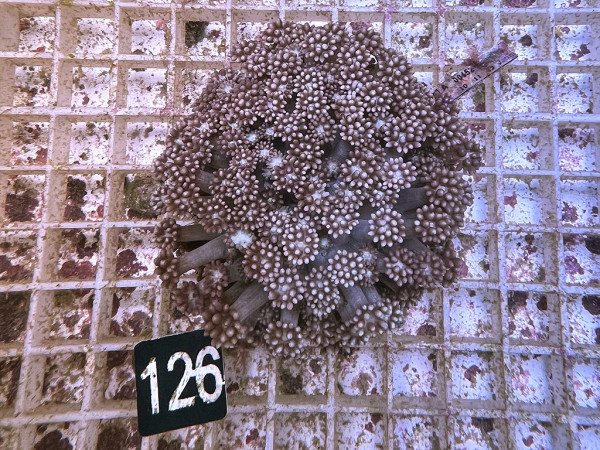 Goniopora spec. purple (126)