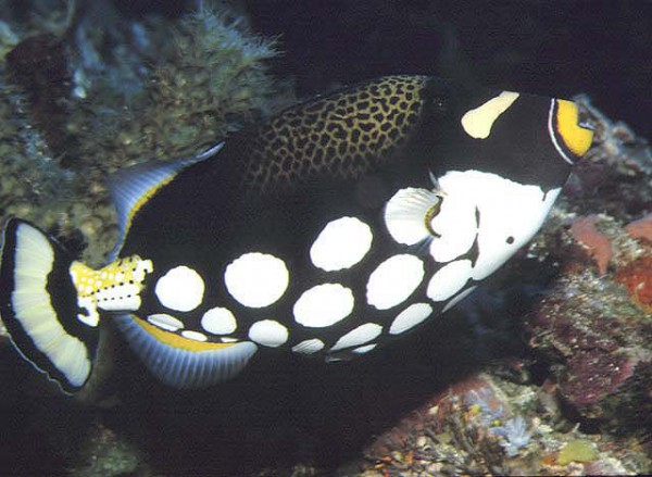 Balistoides conspicillum - Leoparden-Drückerfisch